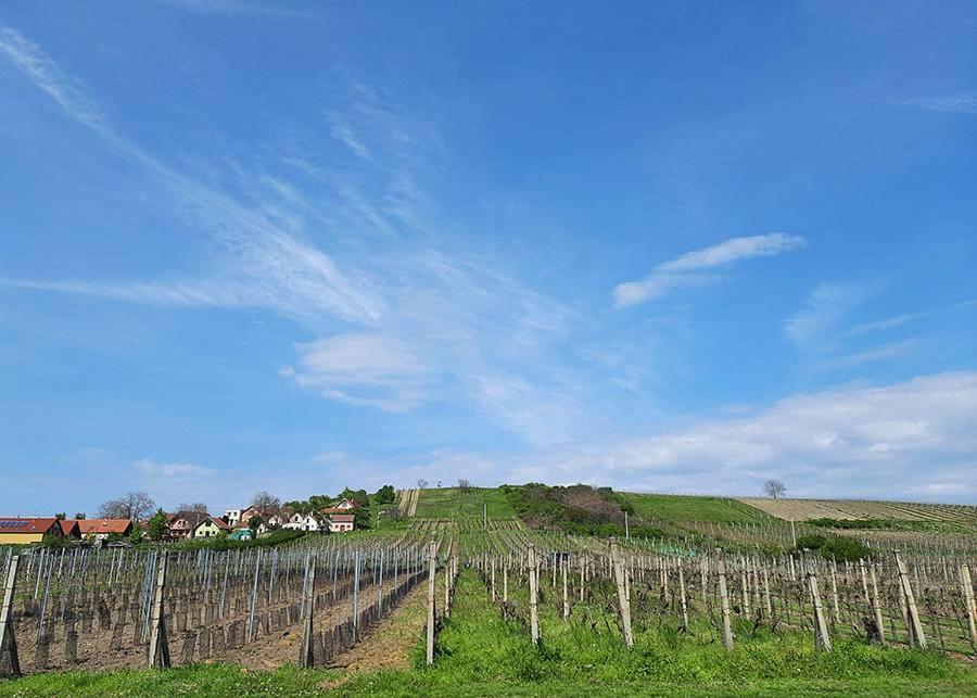 Sklep Vino Strycek Guest House Velke Bilovice Bagian luar foto